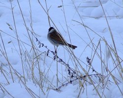 Reed bunting Wallpaper