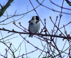Reed bunting Wallpaper