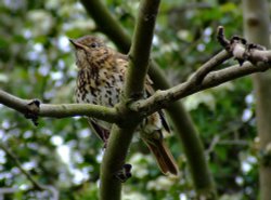 Young songthrush....turdus philomelos Wallpaper