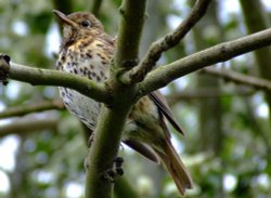 Young songthrush....turdus philomelos Wallpaper