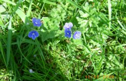 Wildflowers Wallpaper