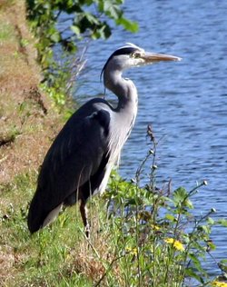 Heron