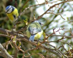 Pair of bluetits Wallpaper