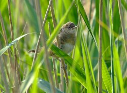 Sedge warbler....acrocephalus schoenobaenus Wallpaper