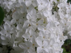 Lilac