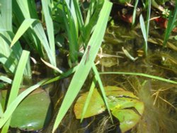 Ventnor, Isle of Wight Wallpaper