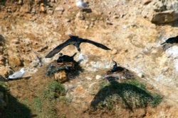 Cormorants nesting Wallpaper