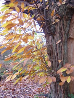 Autumn in Beacon Wood Country Park at Bean, Kent