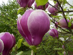 April blooms, Bowness on Winderermere. Wallpaper