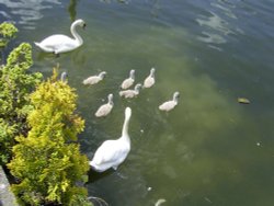 New arrivals at Bowness Bay. Wallpaper