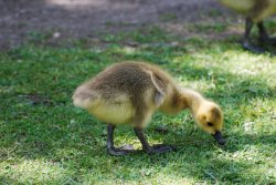 Brandon Marsh Wallpaper