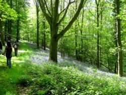 Bluebells in Wood on Longleat Estate