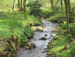 Woodland Stream, Wallington Hall, Northumberland.