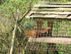 Red Squirrel seen from the nature hide at Wallington Hall, Northumberland.