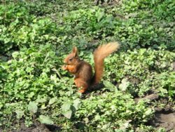 Red Squirrel seen from the nature hide at Wallington Hall, Northumberland.
