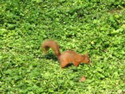 Red Squirrel seen from the nature hide at Wallington Hall, Northumberland.