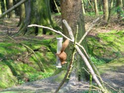 Red Squirrel seen from the nature hide at Wallington Hall, Northumberland.