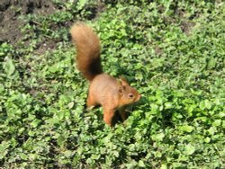 Red Squirrel seen from the nature hide at Wallington Hall, Northumberland.
