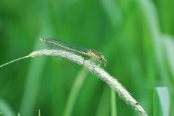 Female Common Blue Damselfly Wallpaper