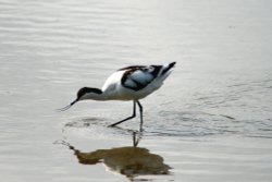 Avocet searching for food. Wallpaper