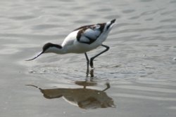 Avocet looking for food in the lagoon at Wahinhton Wetlands Centre. Wallpaper