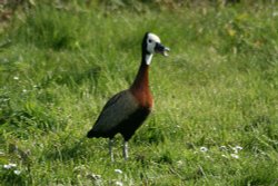 White Faced Whistling Duck. Wallpaper