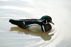 Wood Duck. Wallpaper