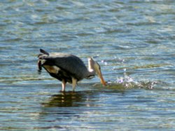 Herron Fishing at Herrington Pond. Wallpaper
