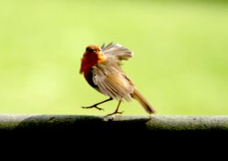 Robin taking Flight. Wallpaper