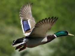 A Mallard in flight.
