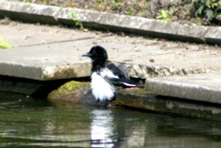A rather wet Magpie at the boating lake in Saltwell Park, Gateshead. Wallpaper