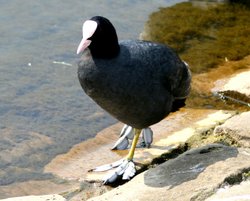 A Coot at the Boating Lake, Saltwell Park, Gateshead. Wallpaper