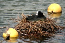 A Coot nesting on the Boating Lake, Saltwell Park, Gateshead. Wallpaper