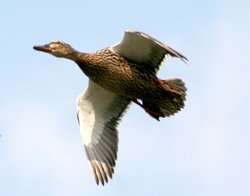 A female Malard flying over the Boating Lake, Saltwell Park, Gateshead. Wallpaper
