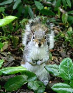 Grey Squirrel in Saltwell Park, Gateshead.