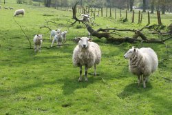 Sheep at Bolton-by-Bowland, near Downham Wallpaper