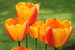 Tulips in Hope Park Wallpaper