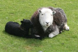 Herdwick ewe and lamb Wallpaper