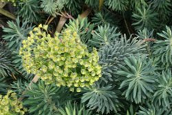 Jubilee Gardens, Ely Wallpaper