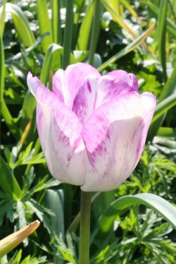 Tulip