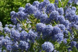 Jubilee Gardens, Ely Wallpaper