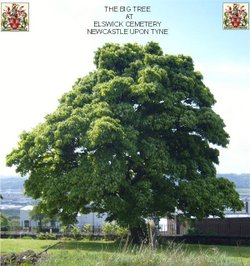 THE BIG TREE