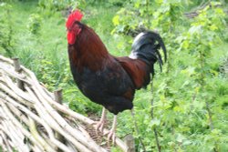 Rooster at Palmer's Farm