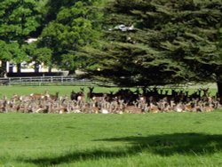 Raby Castle