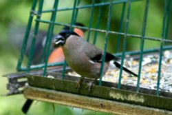 Female Bullfinch seen from nature hide at Washington Wetland Centre. Wallpaper