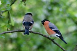 Male and female Bullfinch, seen from nature hide at Washington Wetland Centre. Wallpaper