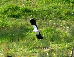 Lapwing flying over the lagoon. Wallpaper