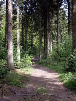 Hamsterley Forest