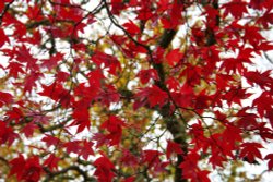 Maple colours