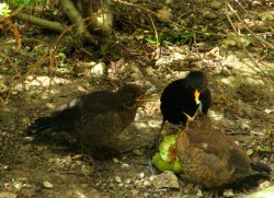 Feeding Time. Wallpaper